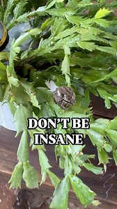 For reals, if you’ve had your plants outside for the summer, you 100% have hitchhikers! Thankfully, getting rid of most of them is simple, you’ve got to flush them out. Or burn it down. Whichever feels right to your heart. I love using a large tub or tote that I can fully submerge the plant in, but a good soak with the hose works well too. Spiders, frogs, earwigs, cockroaches, they will all willingly vacate the premises with a nice flood. The real problem is ants. If they’ve colonized one of you