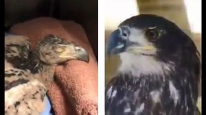 Watch this rescued bald eagle’s journey from injured baby to adult release