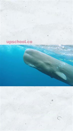 What Do Elephant Seals REALLY Eat? 😳🦭 | @upschoolofficial