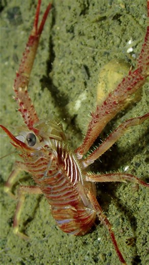 Eye To Eye With A Squat Lobster | Salish Sea Marine Wildlife | #Shorts