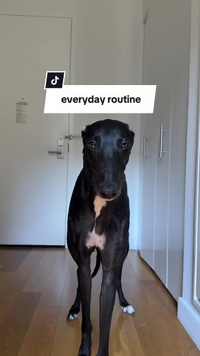 Dehydrated Beef Liver: A Top Dog Treat