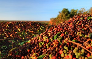 How Kona coffee became one of Hawaii's most recognizable products