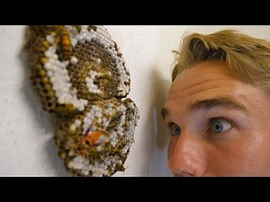 Releasing a Yellow Jacket Nest in My Closet - Keeping Wasps as Pets