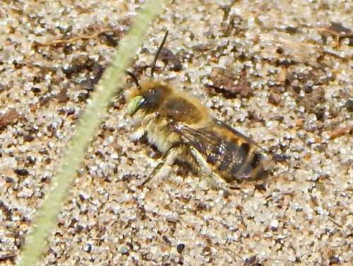 Why Do Bees Have 5 Eyes?  Find Out, Plus Fascinating 'Bee Eye' Facts!