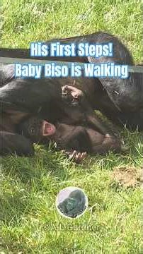 Baby Bonobo Walks