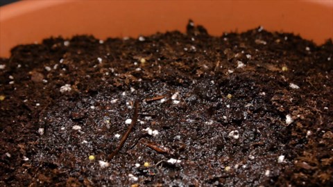 188 days in seconds: Cardoon plant time-lapse from seed to stunning foliage