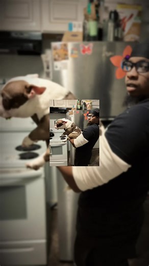 🔥 STUD SERVICE AVAILABLE 🔥 “APOLLO CREED” **2-YEAR-OLD MICRO EXOTIC AMERICAN BULLY** LOW • WIDE • COMPACT ⸻ 🧬 Exotic Bloodlines 📏 True Micro Structure 🦴 Heavy Bone / Thick Chest 🧠 Stable, Confident Temperament Fully Mature 🐾 #ApolloCreed #ExoticBullyStud #MicroBullyStud #AmericanBullyStud #NYBully