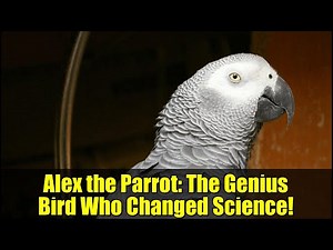 Alex the Parrot: The Genius Bird Who Changed Science!