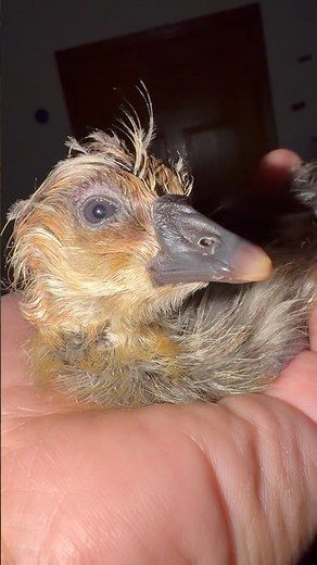 Little Glory🐣✨ is doing great after his crushed egg. A true miracle 🪿💛 #goose #PetRecovery