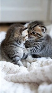 Feeling Down? These Cute Cats Will Instantly Make You Smile