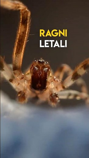 10 ragni più velenosi al mondo