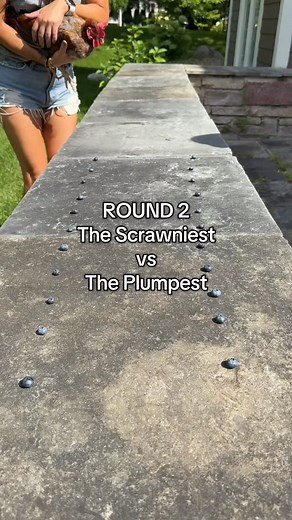 3.9K views · 5.8K reactions | Kicking off Round 2! Today: the winners from Round 1! Tomorrow: more Round 2 races! #backyardchickens #petchickens #snacktime #race #whowillwin #chickensofinstagram | Chickmeout6 | Facebook