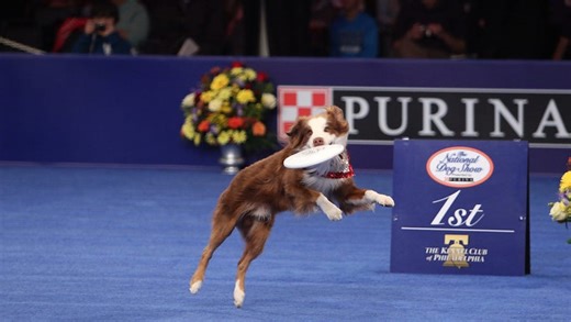 Missed the 2025 National Dog Show? How to watch, stream after Thanksgiving