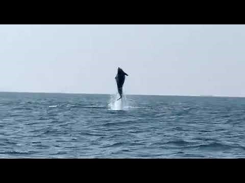 goa dolphin show | Dolphin watching boat tour in goa | loveforevertravels.com | +91- 8262015924