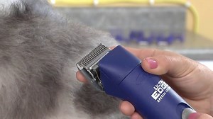 Watch Andis UltraEdge Super 2-Speed Detachable Blade Clipper, Professional Animal/Dog Grooming, AGC2 ﹙2... on Amazon Live
