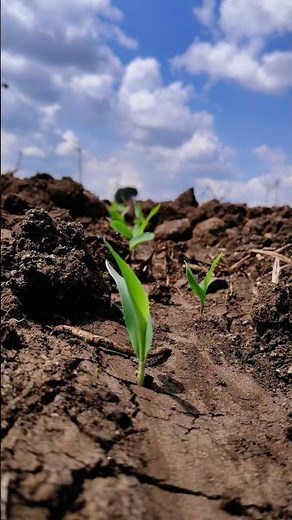 baby corn 🌽 plant #farming