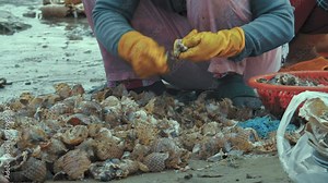 Women breaking shells and sorting seafood at Mui Ne beach, Vietnam