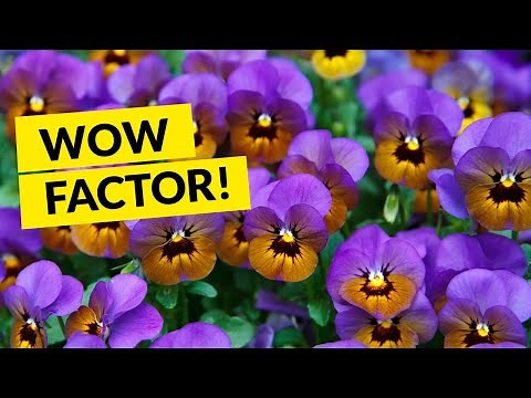 Make your garden pop with these exciting color combinations - exciting, energy-filled gardens