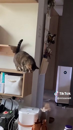 Cats puke at the weirdest places 😅 #cats