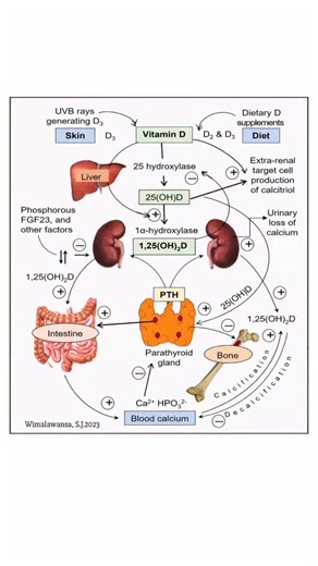 @biochemistry_nutrition_medlab | vitamin D generation & calcitriol’s calcium/mineral regulatory functions in conjunction with parathyroid hormone(PTH)& fibroblast growth... | Instagram