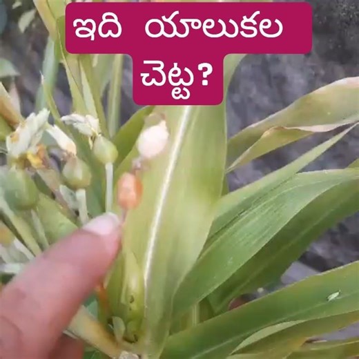 ఒక్కోచోట రెండు గింజలు#parvati #tenali #telugu #youtube #channel