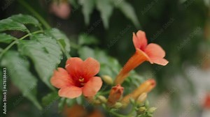 Pink Flowers Of Nerium Oleander Blooming On Flowerbed