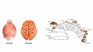 What animals are thinking and feeling, and why it should matter 🐈🐄🐖 Video: TED | Sentient
