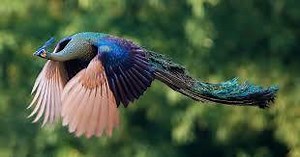 151K views · 10K reactions | See how beautiful Peacock looks during flight 連❤ | Weird World | Facebook