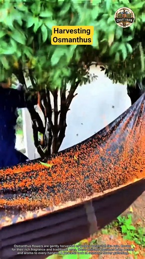 Harvesting Osmanthus: A Shower of Golden Blossoms 🌼✨