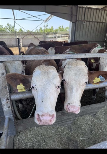 Exploring Dairy Farming: The Beauty of a Perfect Work Day