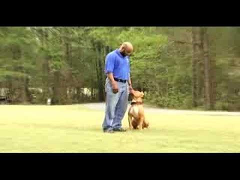 Protection Dog/Obedience Demonstration