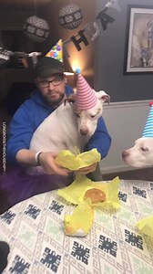 91K views · 3.5K reactions | Nothing makes me happier than dog birthday parties so here are the TOP 5 ALL-TIME DOGGO BIRTHDAY PAWTIES! For an all expenses paid trip to meet the pups and have a birthday party with us, check out the contest here https://www.facebook.com/1529092673788844/posts/2264531770244927?sfns=mo | Dogs and Other Unsolicited Advice - L O N G bois and the House Hippos | Facebook