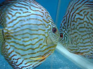 Discus fish 14.06.10 - High Body Red Turquoise - Last Update