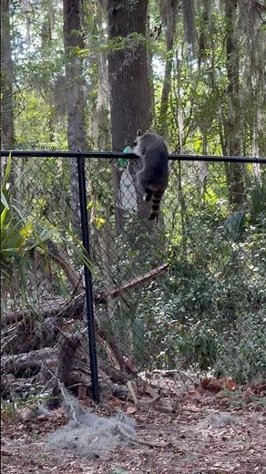 Raccoon Climbs a Fence #foryou # #animals #fypviral