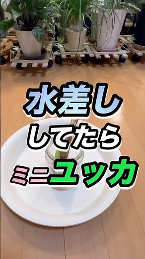 切るよ【水差しのミニ•ユッカ】 #ユッカ #青年の樹 #剪定 #切る音 #観葉植物 #観葉植物初心者
