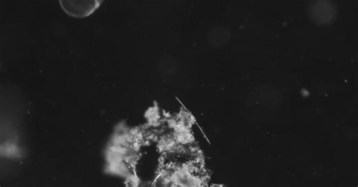 Parachutes Made of Mucus Change How Some Scientists See the Ocean