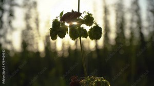 Sunlight shining through the hop cones on a branch in summer sunset