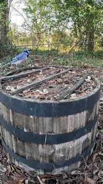 Back Yard Bird Feeding #birds #birdingparadise #nature #birdsong #wildlife