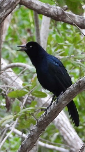 Grackle Calling #shorts