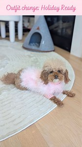 Wait to see how I look! It's been a while since I've done an outfit change in my magic cave 🤭 Do you see the shimmery details on my new sweater? Christian Cowan Holiday Glitz Jumper in rose quartz: @themaxbone • https://max-bone.bop8.net/kn5Wz #dogsweater #dogfashion #dogstagram #dogs #ootd | Chiffon (Charlotte Chiffon)