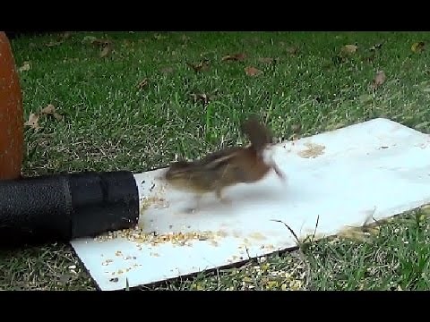 Leaf Blower vs Chipmunks and a Squirrel