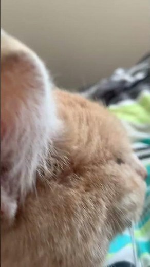 I caught my cat watching stuff #funny #bill #william #comedy #violette1st #cats #kitty #caught
