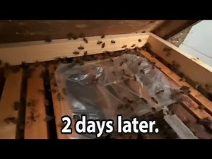 Hive Alive EZ Feed after Two days on a Weak Hive. S8E27 #beekeping