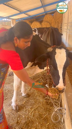 21K views · 354 reactions | அனைத்து சத்துக்களும் நிறைந்த ஒரே தீவனம்...