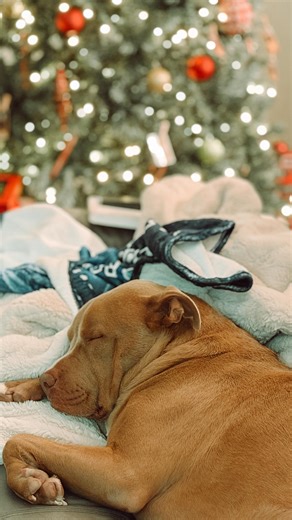 Annmarie Watts on Instagram: "𝟚𝟘𝟚𝟝 𝕙𝕠𝕝𝕚𝕕𝕒𝕪 𝕞𝕒𝕘𝕚𝕔 𝕒𝕥 𝕥𝕙𝕖 𝕡𝕒𝕣𝕜𝕤, every laugh, every ride, and all the in between moments captured hands free. #ad Being able to stay fully present while still saving the memories with my Ray-Ban Meta glasses made this trip even more special. These are the moments we’ll look back on for years and I’m so grateful we didn’t miss a single one. 🎄🤓 #RBMCP #RayBanMetaPartner #RayBanMetaCreator #raybanmeta @raybanmeta"