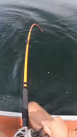 299K views · 1.6K reactions | Chasing the perfect catch, one cast at a time  #FishingRod #PerfectCatch | Fashion Forward | Facebook