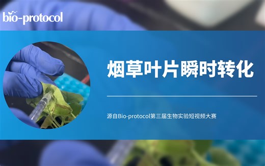 【短视频大赛】烟草叶片瞬时转化实验
