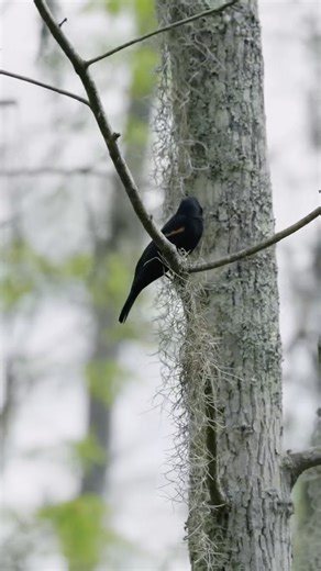 Theres no other tour like ours🐊💚 #fyp #alligator #swamp #cajun #fy #swamptour #neworleans #tour #cajunencounters | Cajun Encounters Tour Company