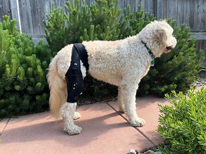 Watch How to put on the Labra Canine Knee Brace on Amazon Live