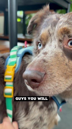 Discover Earth House: Bangkok's Pet-Friendly Restaurant